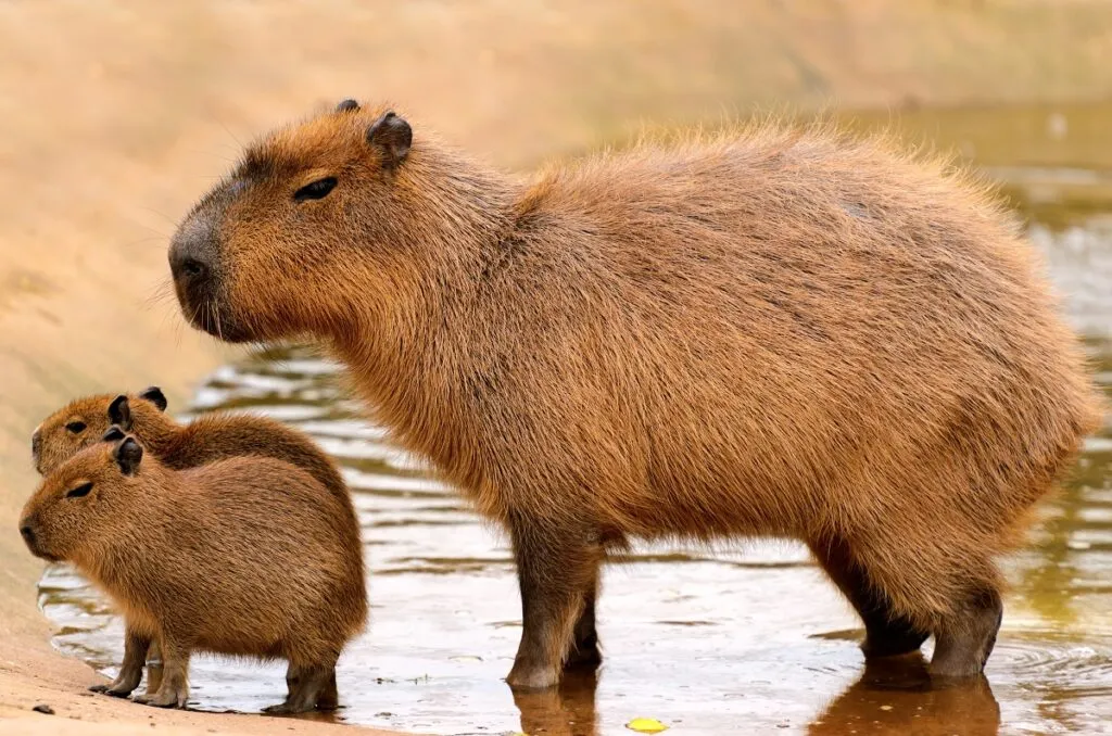 Capibara