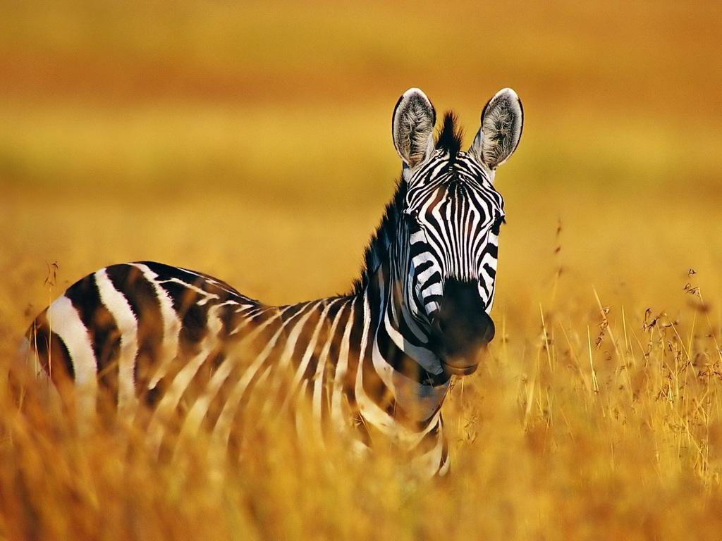 Zebra