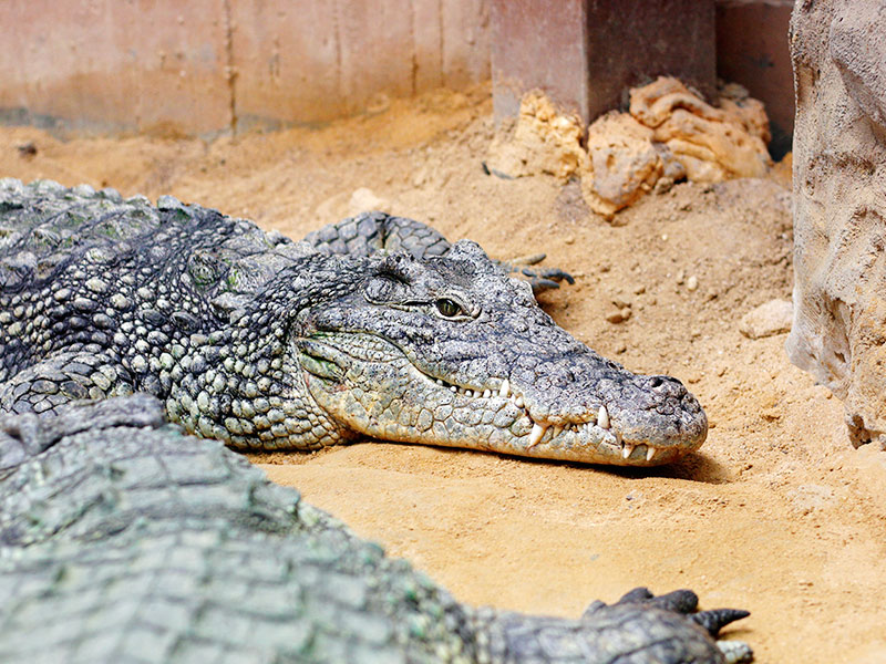 cocodrilo