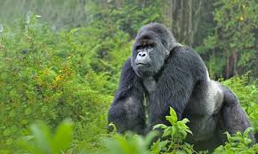 Gorila