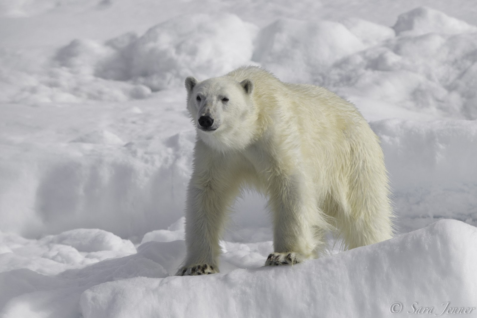 Oso Polar
