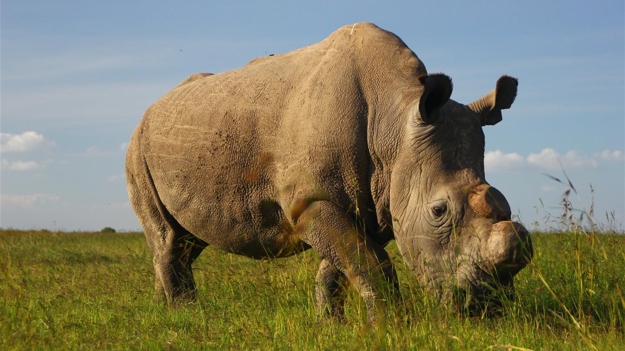 Rinoceronte