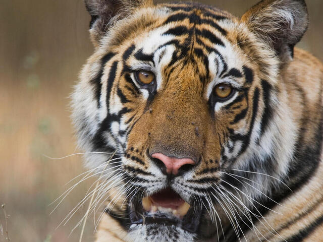 Tigre